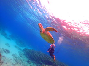 沖縄　体験ダイビング　初心者の為のダイビングショップ　